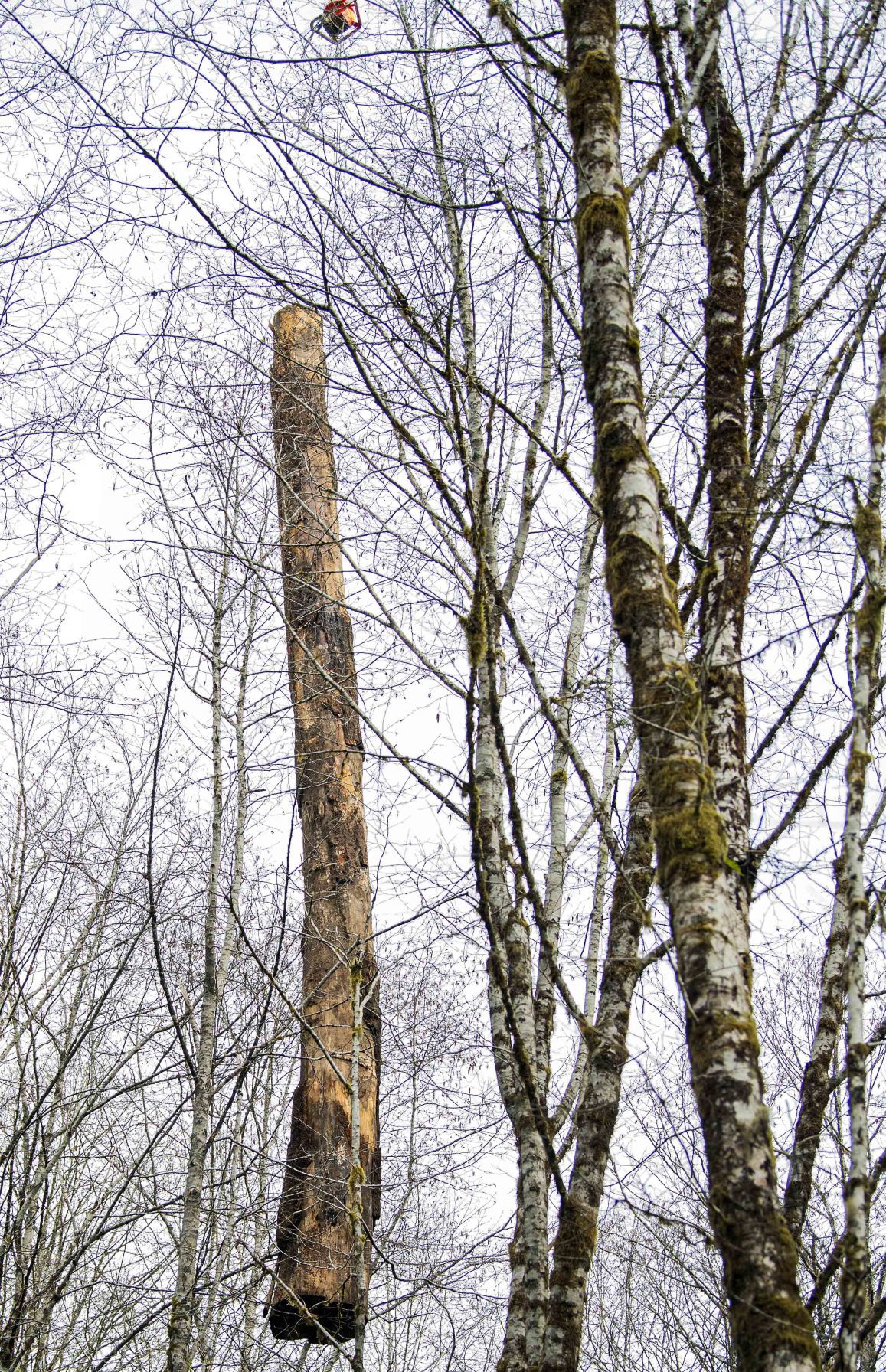 Log landing through the trees